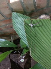 Argiope aetheroides