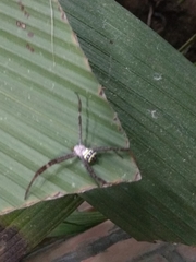 Argiope aetheroides
