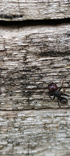 Hairy Carpenter Ant, Lednice, Apollo, 690 06 Břeclav-Břeclav 6, Česko, photo 9 of 10