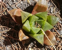 Haworthia