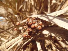 Codophila varia