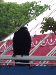 Corvus corone