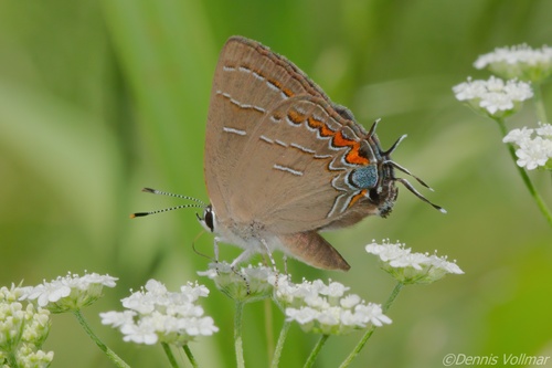 Soapberry Hairstreak photo 2