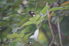 Euploea radamanthus