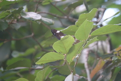 Euploea radamanthus