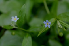 Memoremea scorpioides