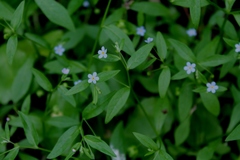 Memoremea scorpioides