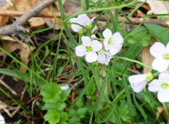 Cardamine pratensis