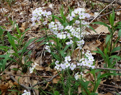 Cardamine pratensis