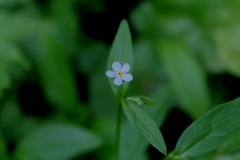 Memoremea scorpioides