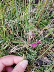 Vicia sativa