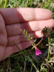 Vicia sativa
