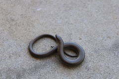 Chalcides striatus