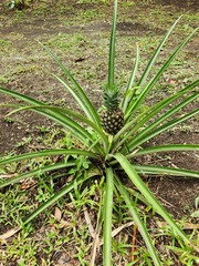 Ananas comosus image