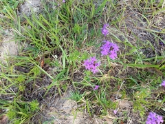 Glandularia canadensis