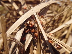 Codophila varia