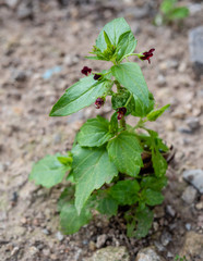 Scrophularia peregrina