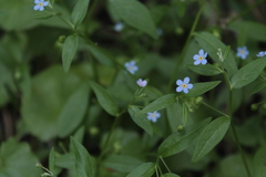 Memoremea scorpioides