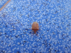 Peribalus strictus strictus