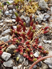 Sedum acre