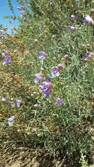 Penstemon incertus