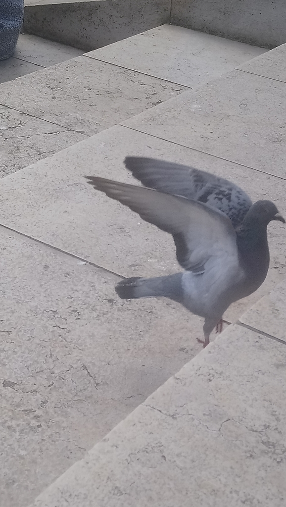 Feral Pigeon from 1 Canon's Rd, Bristol BS1 5TX, UK on May 4, 2019 at ...