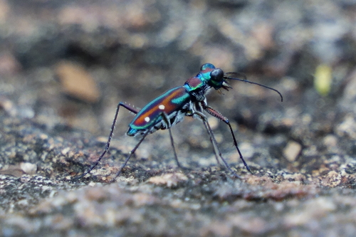 Jansenia rugosiceps (Chaudoir, 1865)