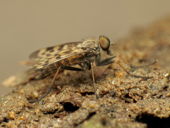Rhagio punctipennis