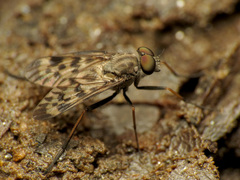 Rhagio punctipennis