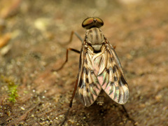 Rhagio punctipennis