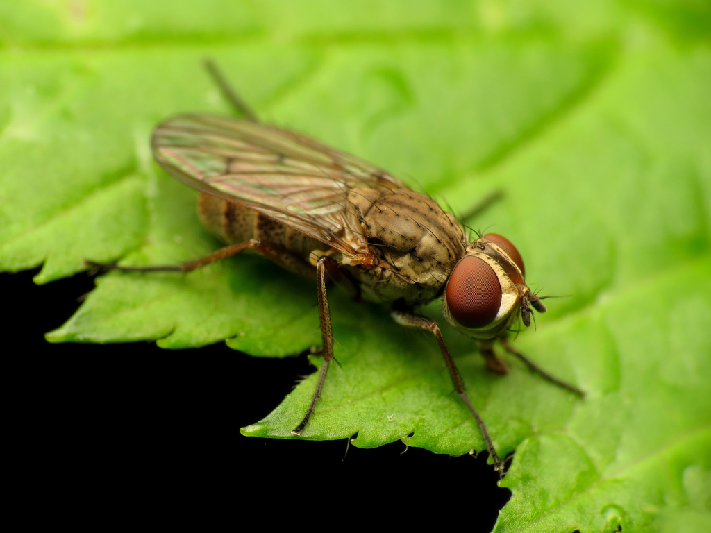 Leucophora johnsoni