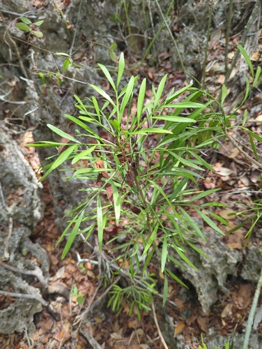 Phyllanthus angustifolius, photograph 6