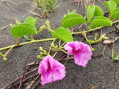 Ipomoea pes-caprae image