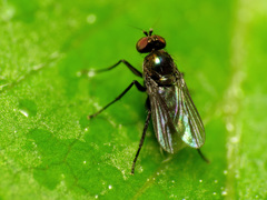 Diaphorinae