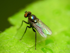 Diaphorinae