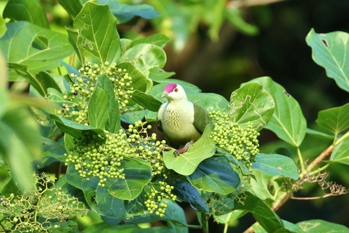 Tongan Fruit-dove