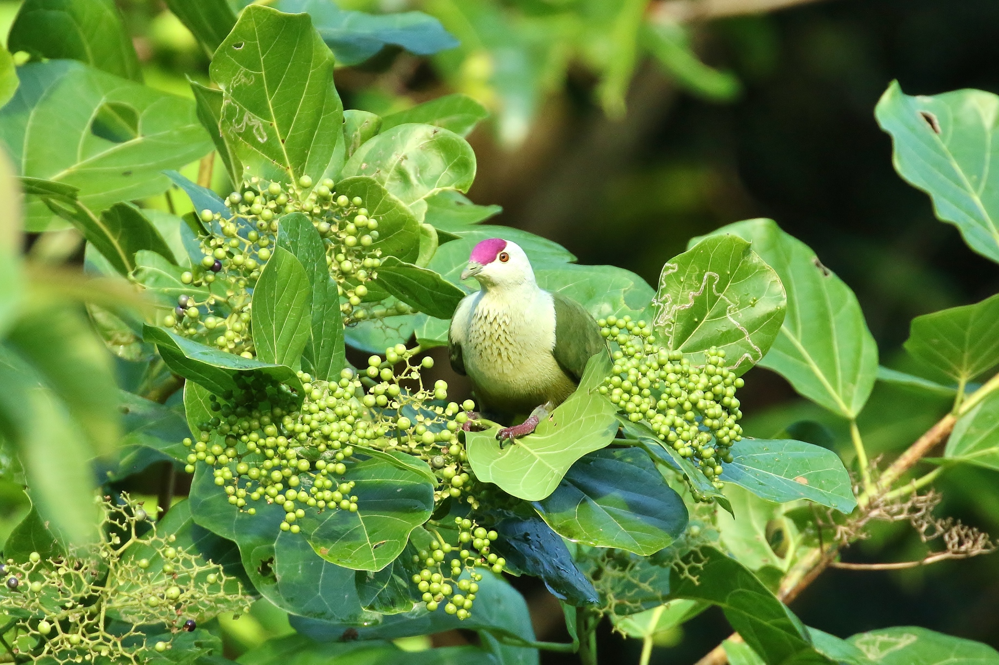 Kosrae Fruit-Dove illustration
