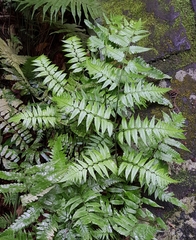 Diplazium taiwanense