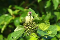 Ptilinopus hernsheimi