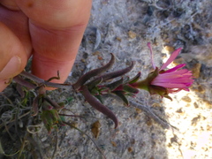 Lampranthus spiniformis