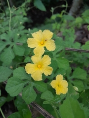 Momordica charantia image