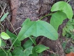 Passiflora biflora image