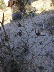 Lampranthus spiniformis