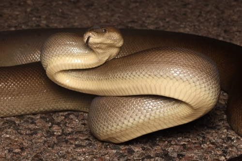 Olive Python sighting