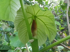 Cecropia longipes image