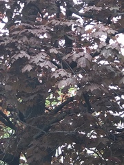 Acer platanoides