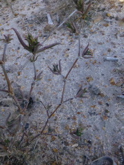 Lampranthus spiniformis