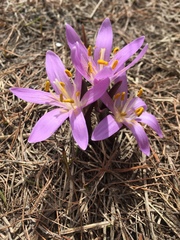 Colchicum bulbocodium
