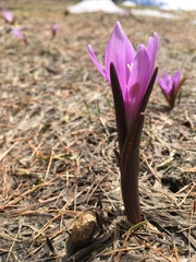 Colchicum bulbocodium