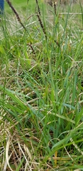 Carex flacca